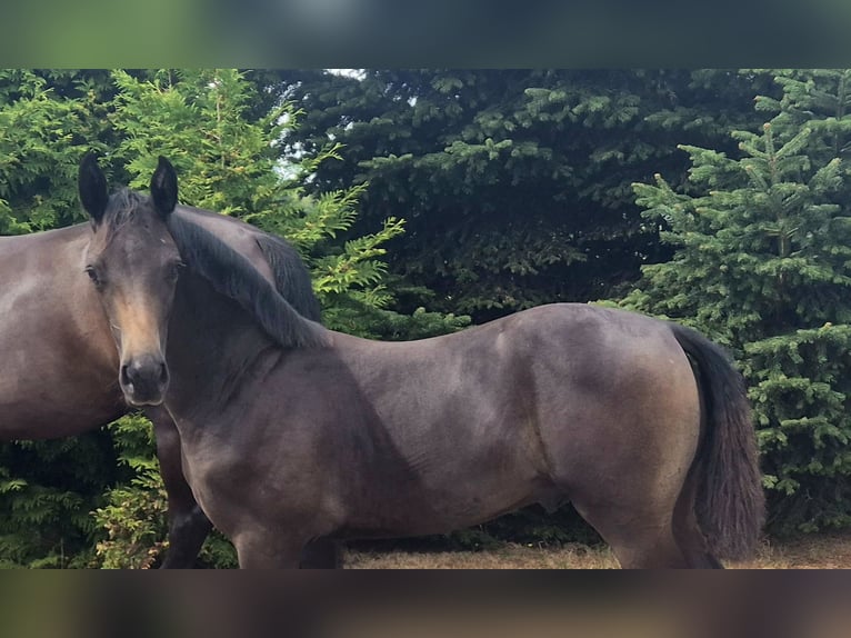 Hannoveraan Hengst Veulen (03/2026) 170 cm Donkerbruin in Heede