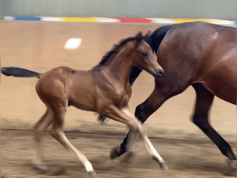 Hannoveraan Hengst  170 cm Donkerbruin in Achim