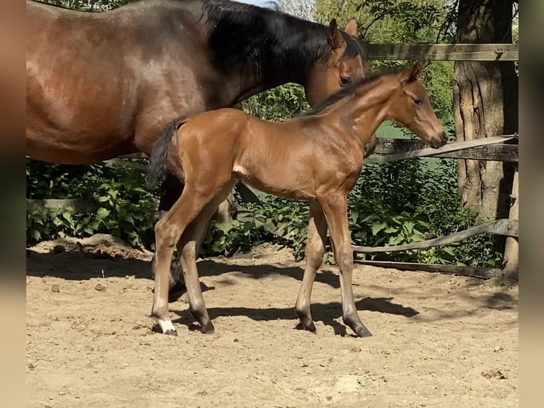 Hannoveraan Hengst  170 cm Donkerbruin in Achim