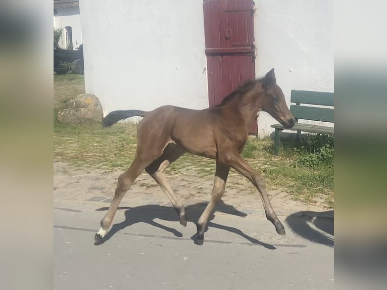 Hannoveraan Hengst  170 cm Donkerbruin in Achim