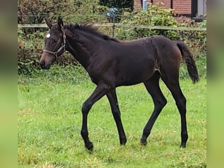 Hannoveraan Hengst veulen (05/2024) 170 cm Donkerbruin in Rosengarten