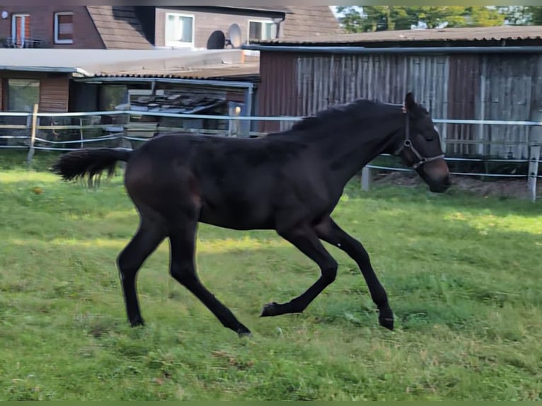 Hannoveraan Hengst veulen (05/2024) 170 cm Donkerbruin in Rosengarten