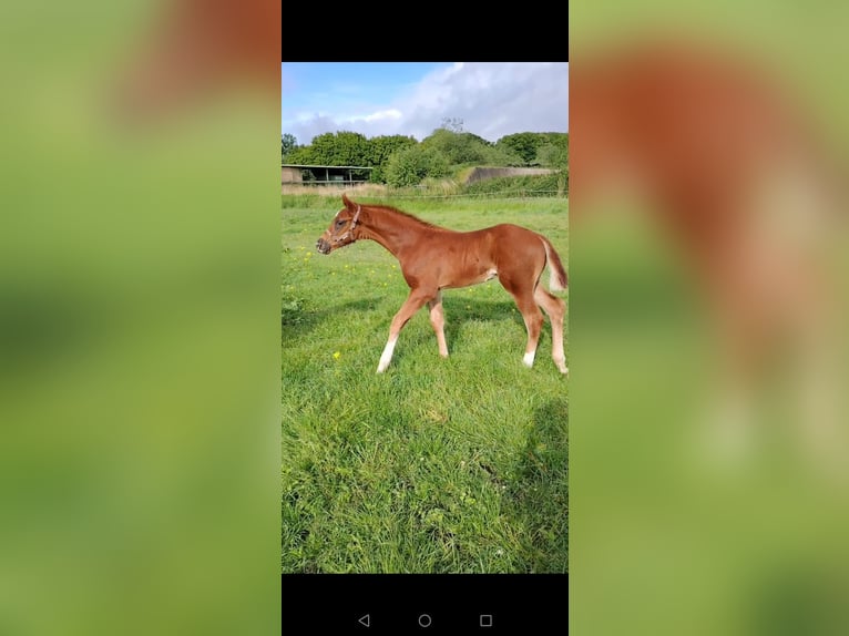 Hannoveraan Hengst  170 cm Donkere-vos in Wurster Nordseek&#xFC;ste