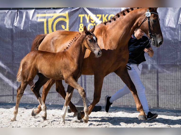 Hannoveraan Hengst Veulen (05/2026) 170 cm Donkere-vos in Bukowice