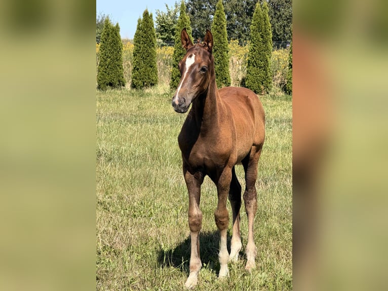 Hannoveraan Hengst Veulen (05/2026) 170 cm Donkere-vos in Bukowice