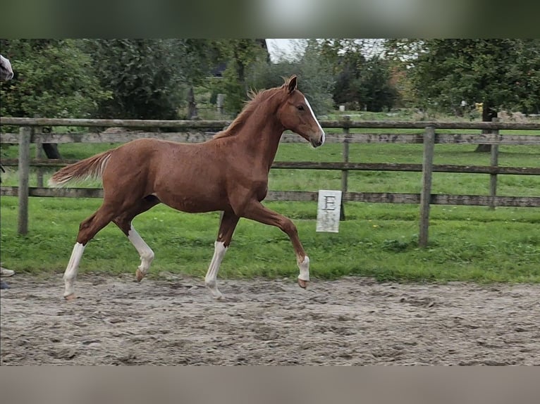 Hannoveraan Hengst Veulen (05/2026) 170 cm Donkere-vos in Osterbruch
