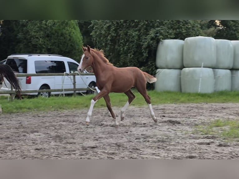 Hannoveraan Hengst Veulen (05/2026) 170 cm Donkere-vos in Osterbruch