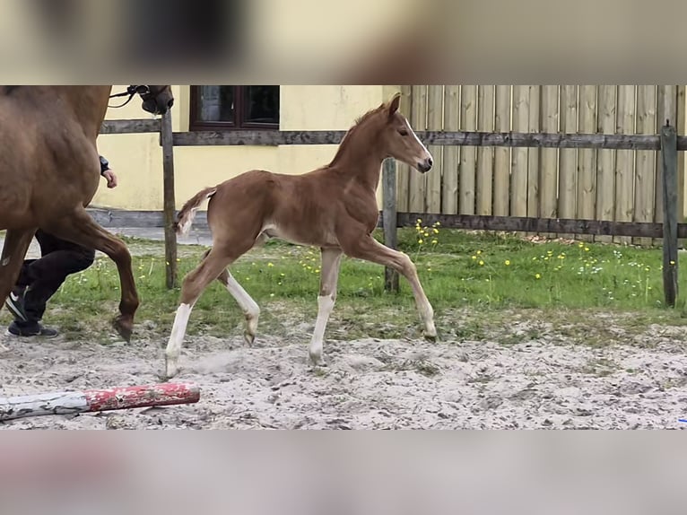 Hannoveraan Hengst Veulen (05/2026) 170 cm Donkere-vos in Osterbruch
