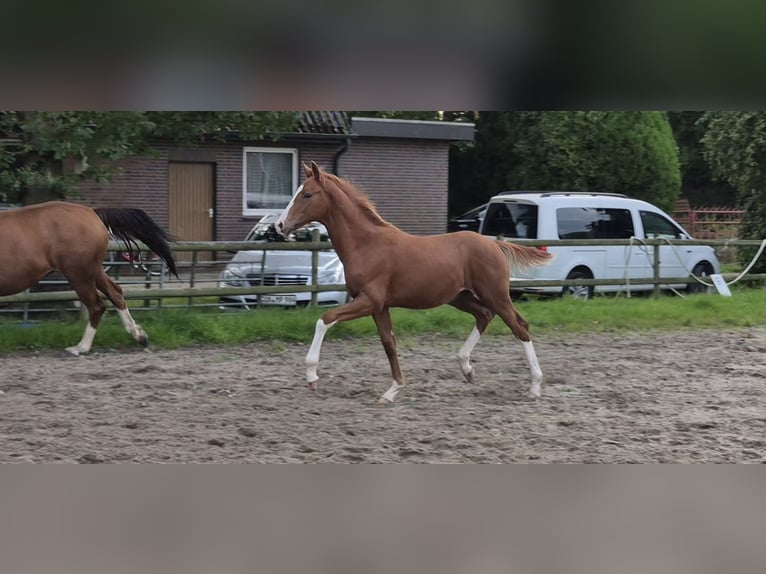Hannoveraan Hengst Veulen (05/2026) 170 cm Donkere-vos in Osterbruch