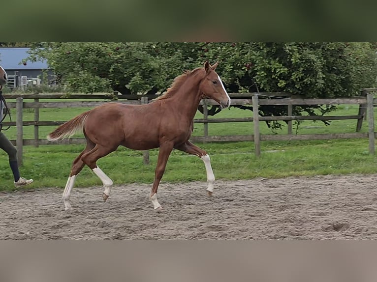 Hannoveraan Hengst Veulen (05/2026) 170 cm Donkere-vos in Osterbruch