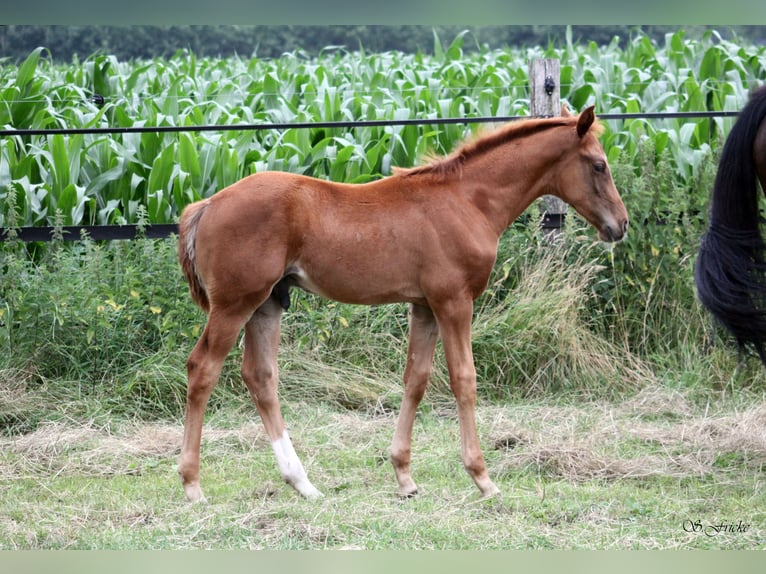 Hannoveraan Hengst  170 cm Donkere-vos in Harsefeld