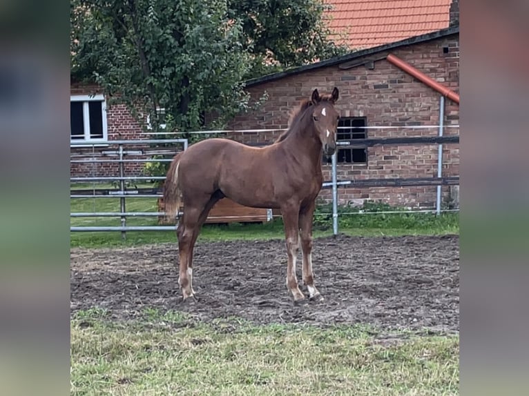 Hannoveraan Hengst Veulen (04/2026) 170 cm Donkere-vos in Kirchtimke