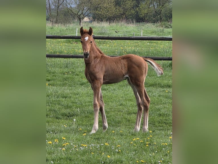 Hannoveraan Hengst Veulen (04/2026) 170 cm Donkere-vos in Wurster Nordseeküste
