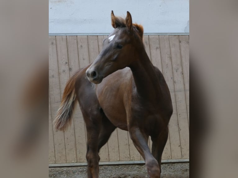 Hannoveraan Hengst Veulen (03/2026) 170 cm Donkere-vos in Greifenstein