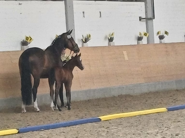 Hannoveraan Hengst  170 cm Lichtbruin in Schlitz