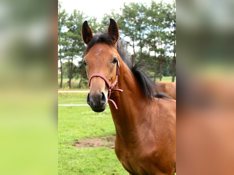 Hannoveraan Hengst Veulen (03/2025) 170 cm Roodbruin in Miasteczko &#x15A;l&#x105;skie