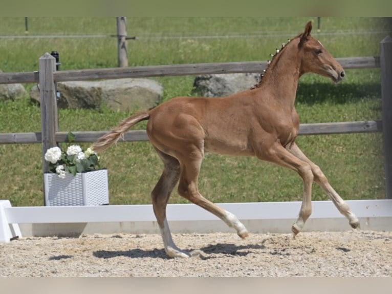 Hannoveraan Hengst Veulen (04/2026) 170 cm Vos in HallbergmoosHallbergmoos