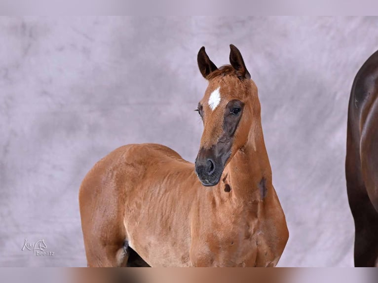 Hannoveraan Hengst Veulen (05/2026) 170 cm Vos in Weyhe