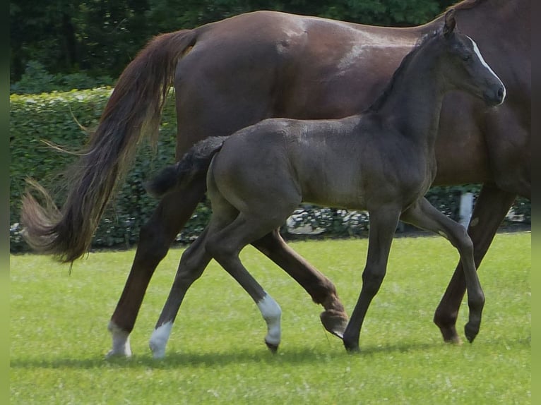 Hannoveraan Hengst veulen (05/2024) 170 cm Zwart in Celle