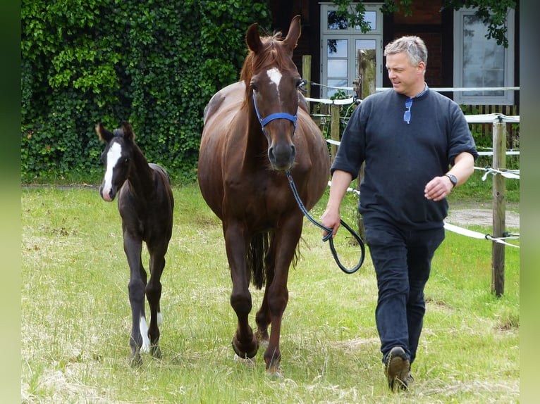 Hannoveraan Hengst veulen (05/2024) 170 cm Zwart in Celle