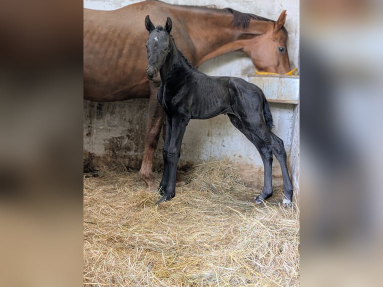 Hannoveraan Hengst Veulen (04/2026) 170 cm Zwart in Herren Sulzbach