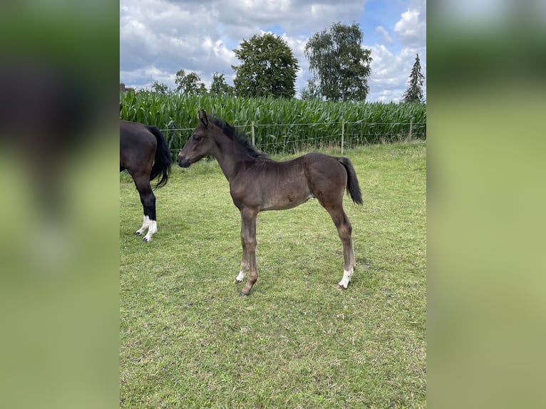 Hannoveraan Hengst veulen (05/2024) 170 cm Zwart in Marl