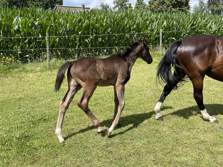 Hannoveraan Hengst veulen (05/2024) 170 cm Zwart in Marl