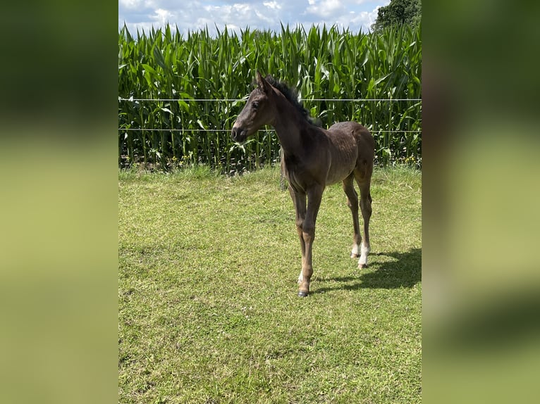 Hannoveraan Hengst veulen (05/2024) 170 cm Zwart in Marl