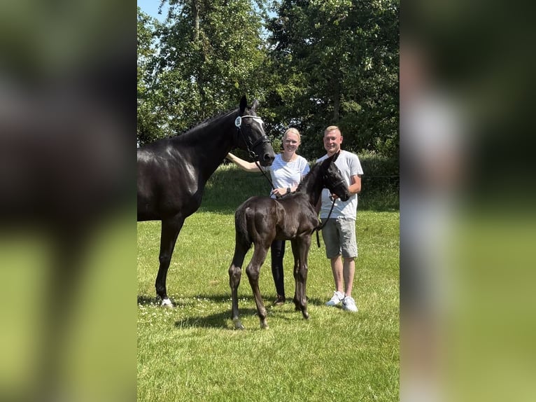 Hannoveraan Hengst Veulen (05/2026) 170 cm Zwart in Großheide