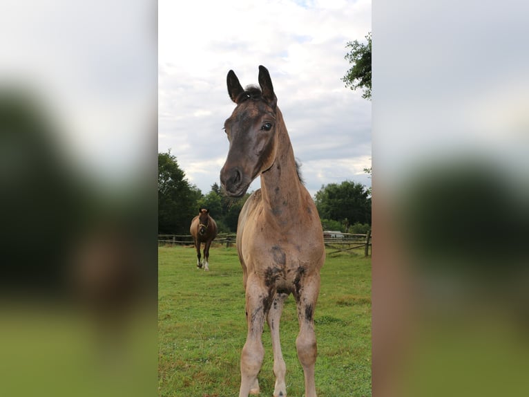 Hannoveraan Hengst veulen (05/2024) 170 cm Zwart in Hettenshausen