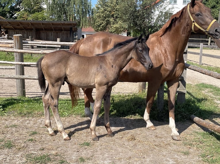 Hannoveraan Hengst veulen (05/2024) 170 cm Zwart in Hettenshausen