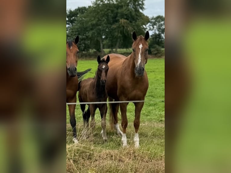 Hannoveraan Hengst Veulen (06/2026) 170 cm Zwartbruin in Aurich