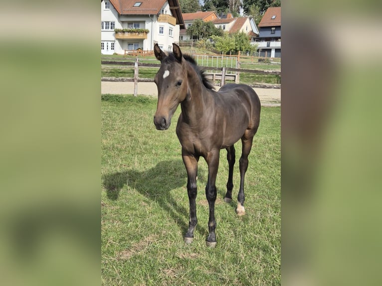 Hannoveraan Hengst Veulen (04/2026) 170 cm Zwartbruin in Neuenstein