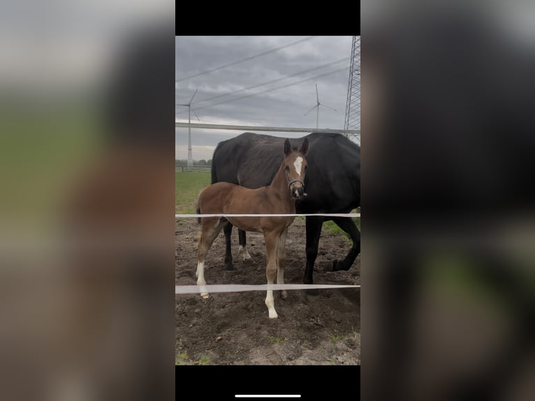 Hannoveraan Hengst  171 cm kan schimmel zijn in Wagenfeld