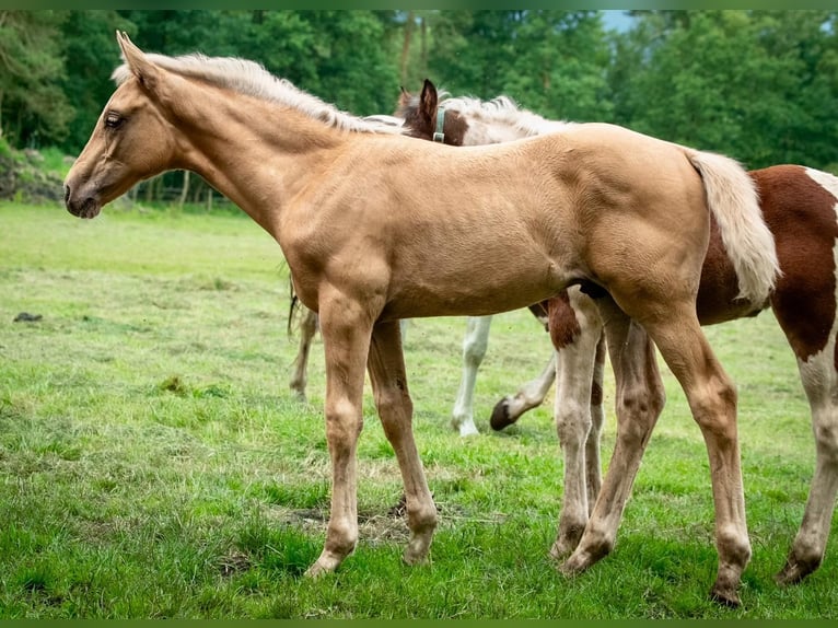 Hannoveraan Hengst veulen (04/2024) 171 cm Palomino in Visselhövede