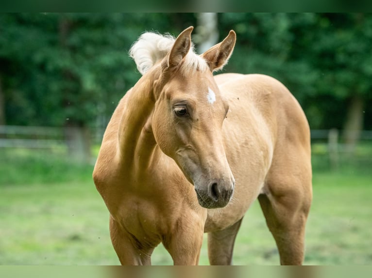 Hannoveraan Hengst veulen (04/2024) 171 cm Palomino in Visselhövede