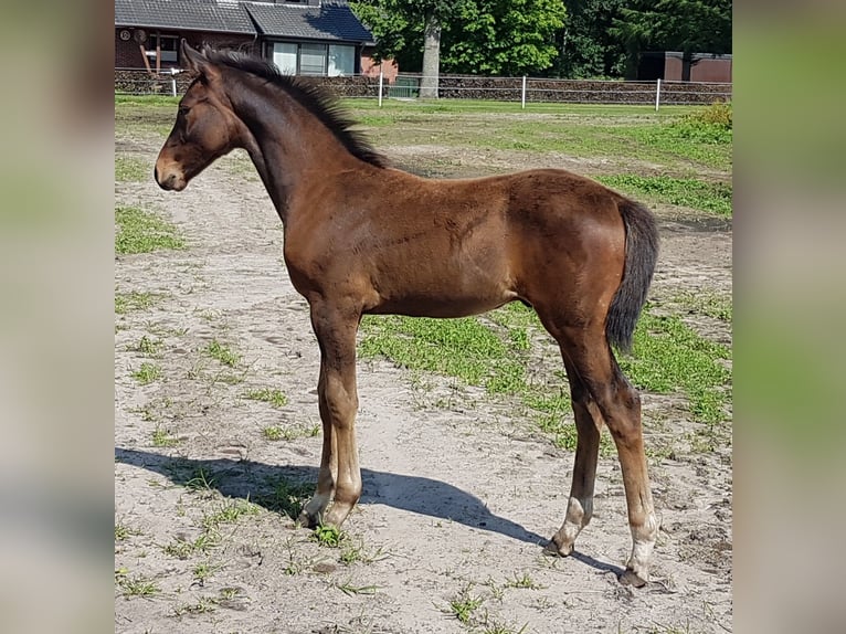 Hannoveraan Hengst veulen (03/2024) 172 cm Bruin in Rehden