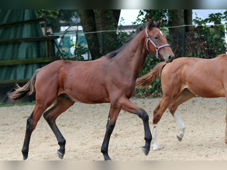 Hannoveraan Hengst veulen (02/2024) 172 cm Bruin in Kutenholz