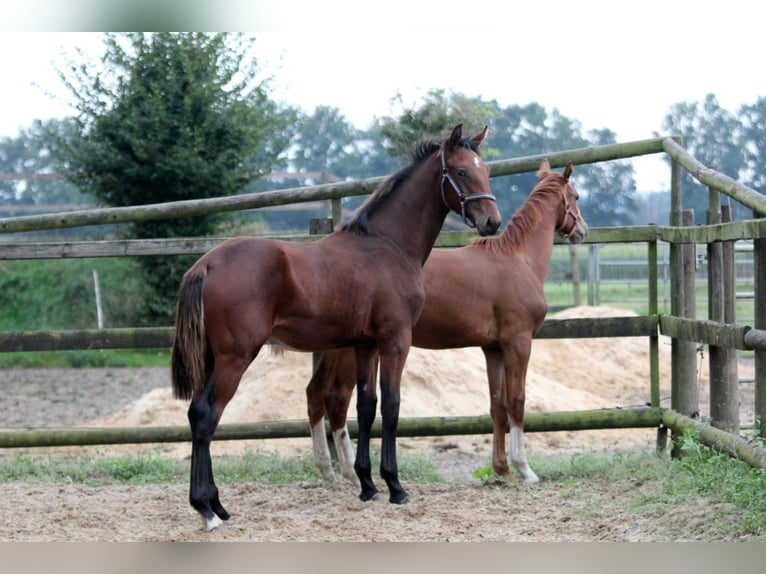 Hannoveraan Hengst veulen (02/2024) 172 cm Bruin in Kutenholz