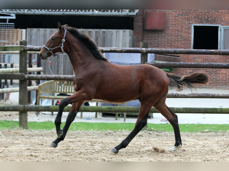 Hannoveraan Hengst veulen (02/2024) 172 cm Bruin in Kutenholz