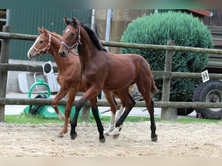 Hannoveraan Hengst veulen (02/2024) 172 cm Bruin in Kutenholz