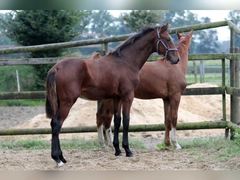 Hannoveraan Hengst veulen (02/2024) 172 cm Bruin in Kutenholz