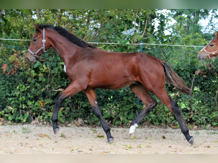 Hannoveraan Hengst veulen (02/2024) 172 cm Bruin in Kutenholz