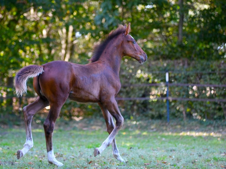 Hannoveraan Hengst Veulen (07/2025) 172 cm Bruin in Farven