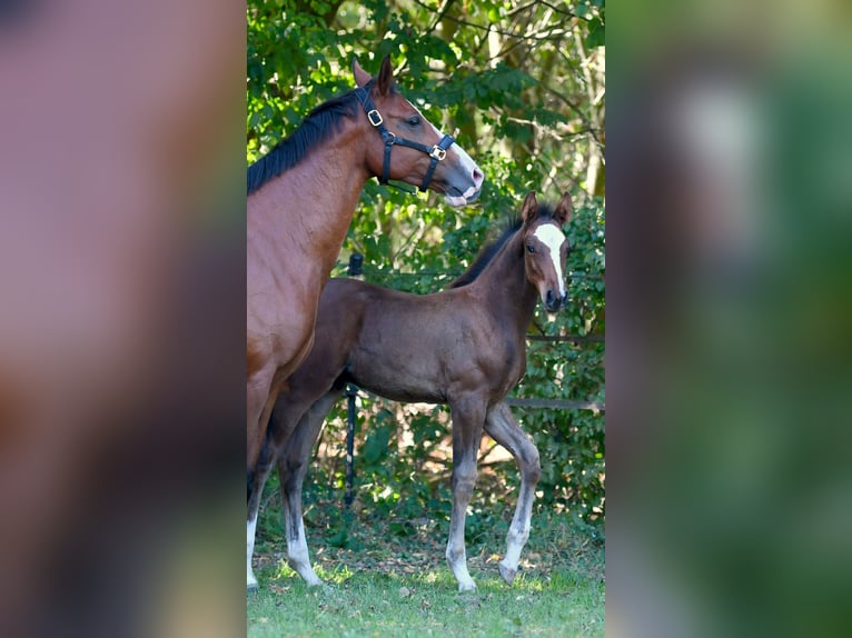 Hannoveraan Hengst Veulen (07/2025) 172 cm Bruin in Farven