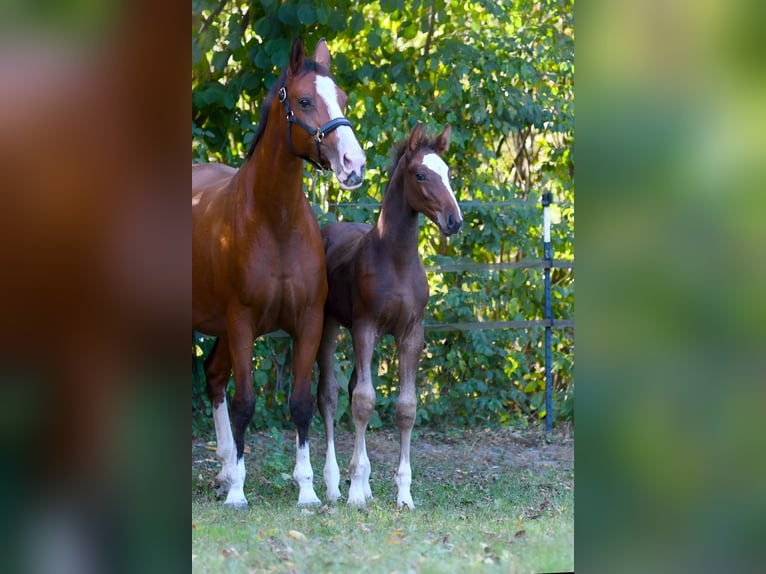 Hannoveraan Hengst Veulen (07/2025) 172 cm Bruin in Farven