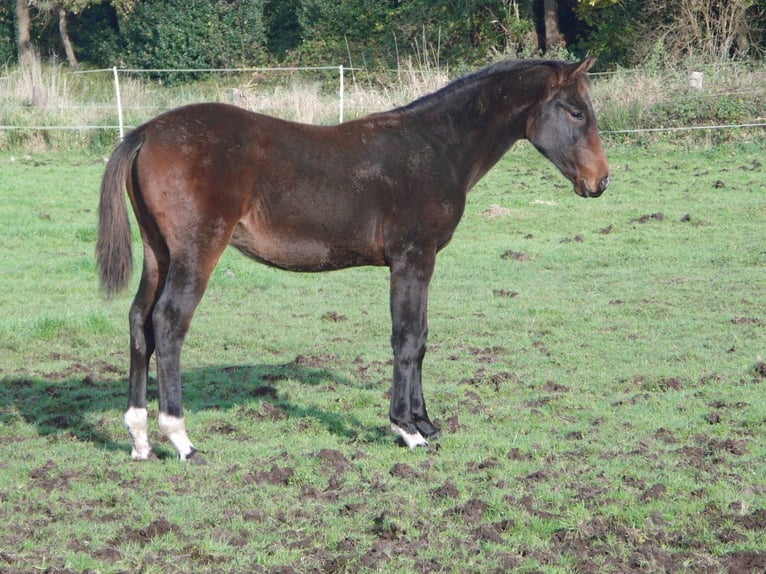 Hannoveraan Hengst veulen (03/2024) 172 cm Donkerbruin in Rehden