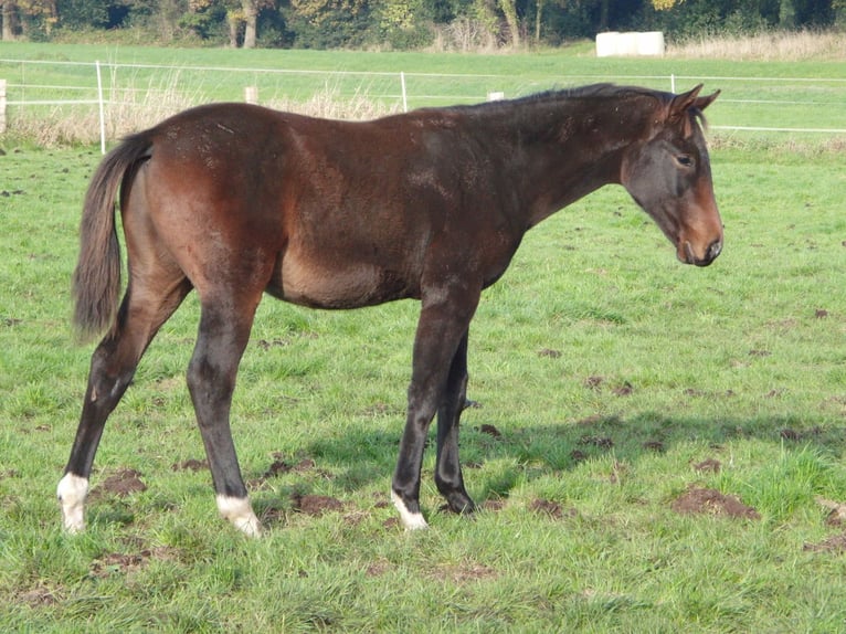 Hannoveraan Hengst veulen (03/2024) 172 cm Donkerbruin in Rehden