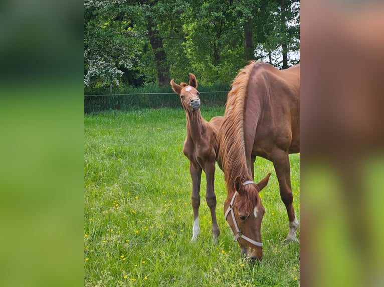 Hannoveraan Hengst Veulen (05/2025) 172 cm kan schimmel zijn in Uplengen