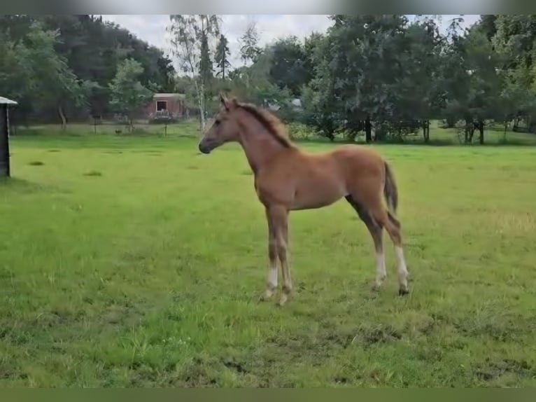Hannoveraan Hengst Veulen (05/2025) 172 cm kan schimmel zijn in Uplengen